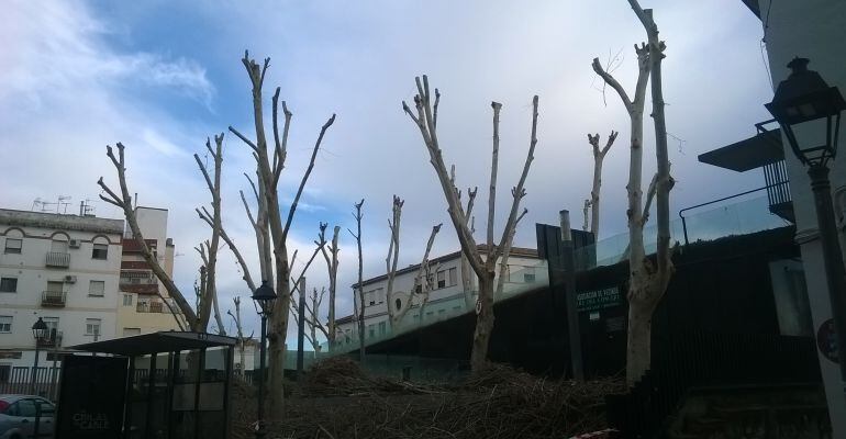 Árboles podados en la plaza de los Rosales.