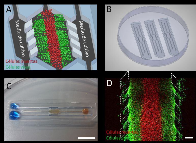 Investigación en la que participa la UMH