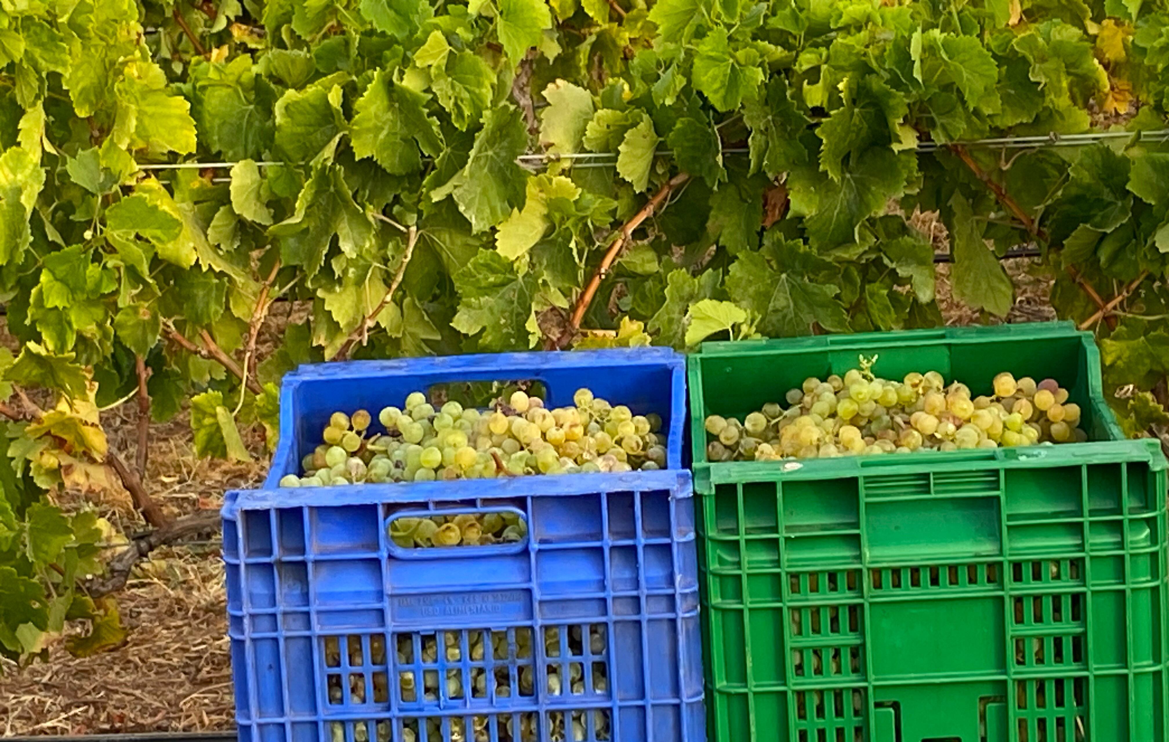 Recogida de uva en Tenerife