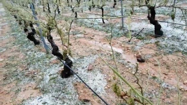 Pedrisco caido en la comarca de Utiel-Requena este martes 14 de julio y sus efectos sobre las viñas