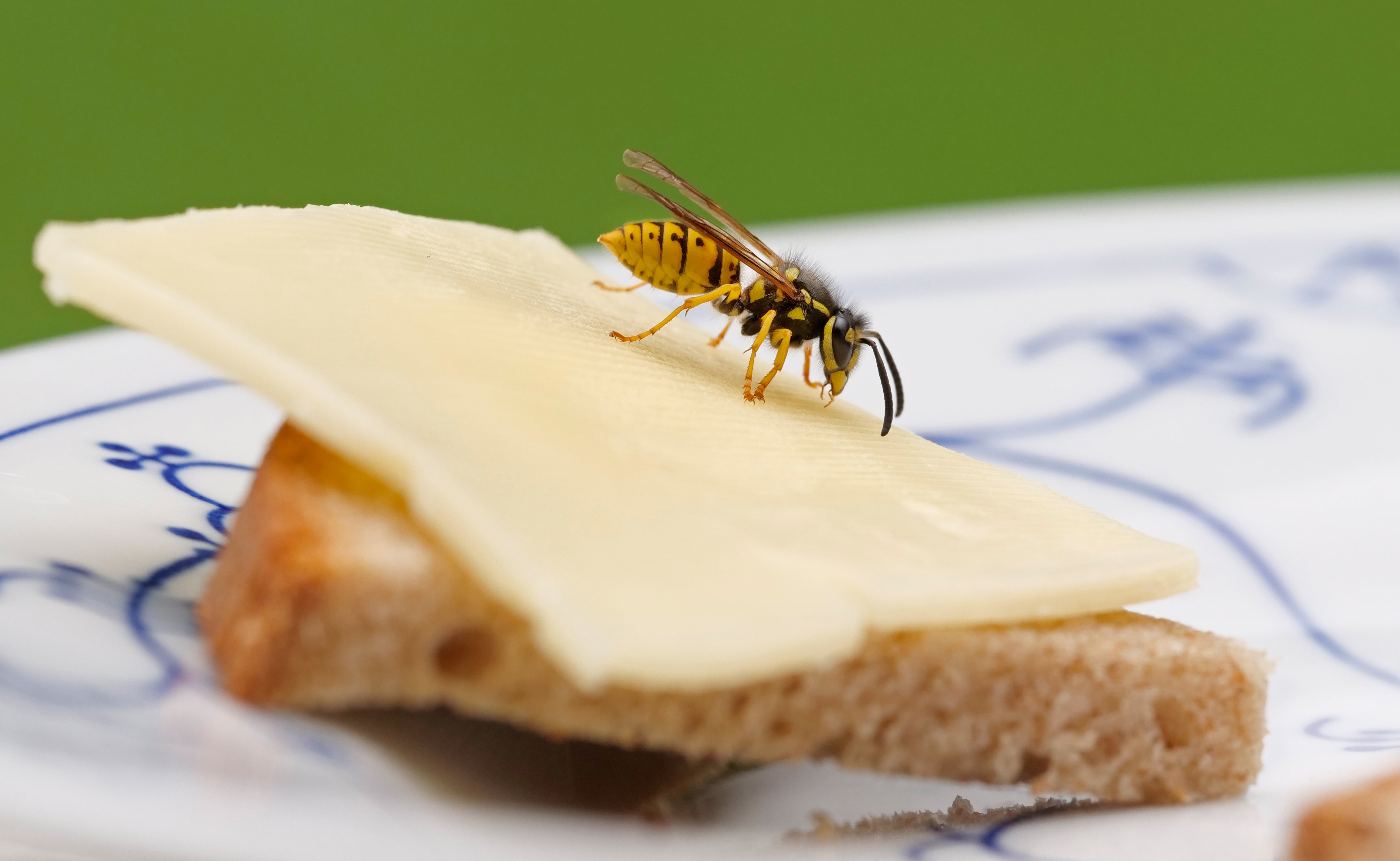 Una avispa, sobre un trozo de pan con queso.