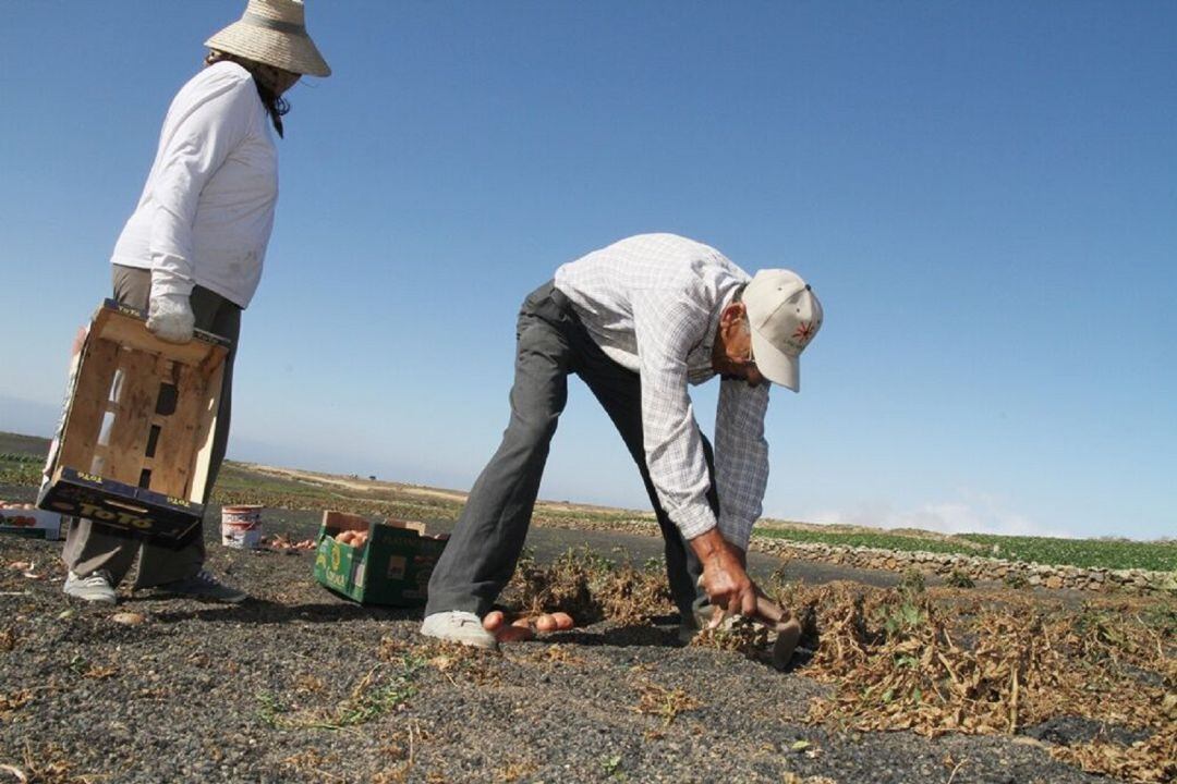 Agricultores trabajando en Los Valles, en el municipio de Teguise.