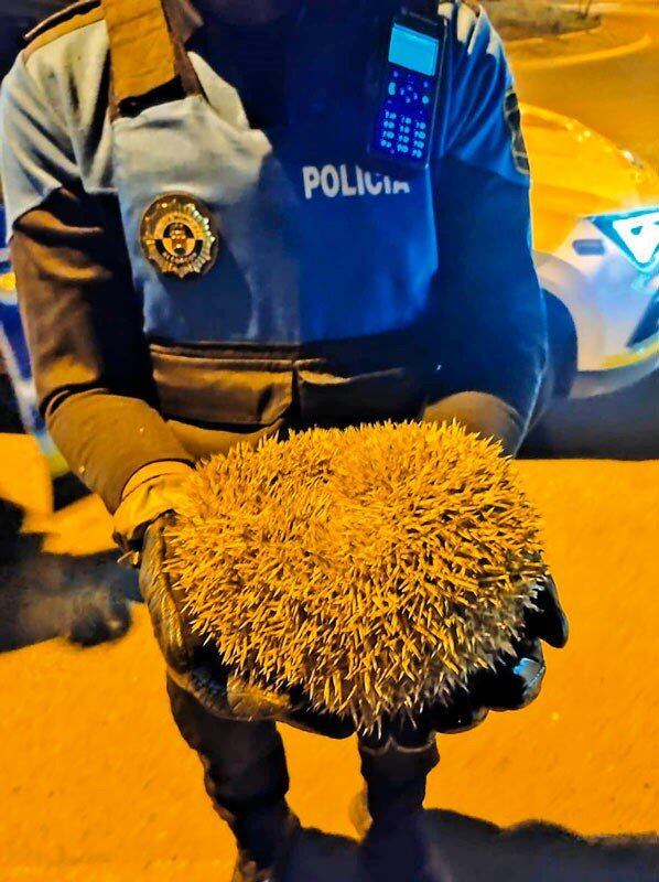 Rescatan un erizo que cruzaba una carretera en Alcorcón
POLICÍA DE ALCORCÓN
10/04/2023