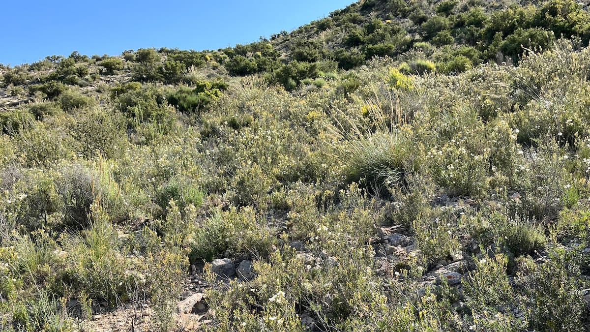 Ana Juan nos muestra la riqueza natural de Elda.