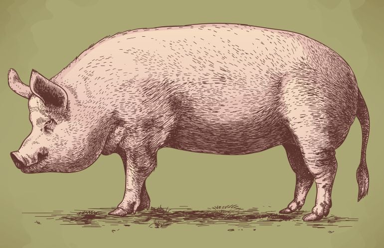 Ilustración de un cerdo.