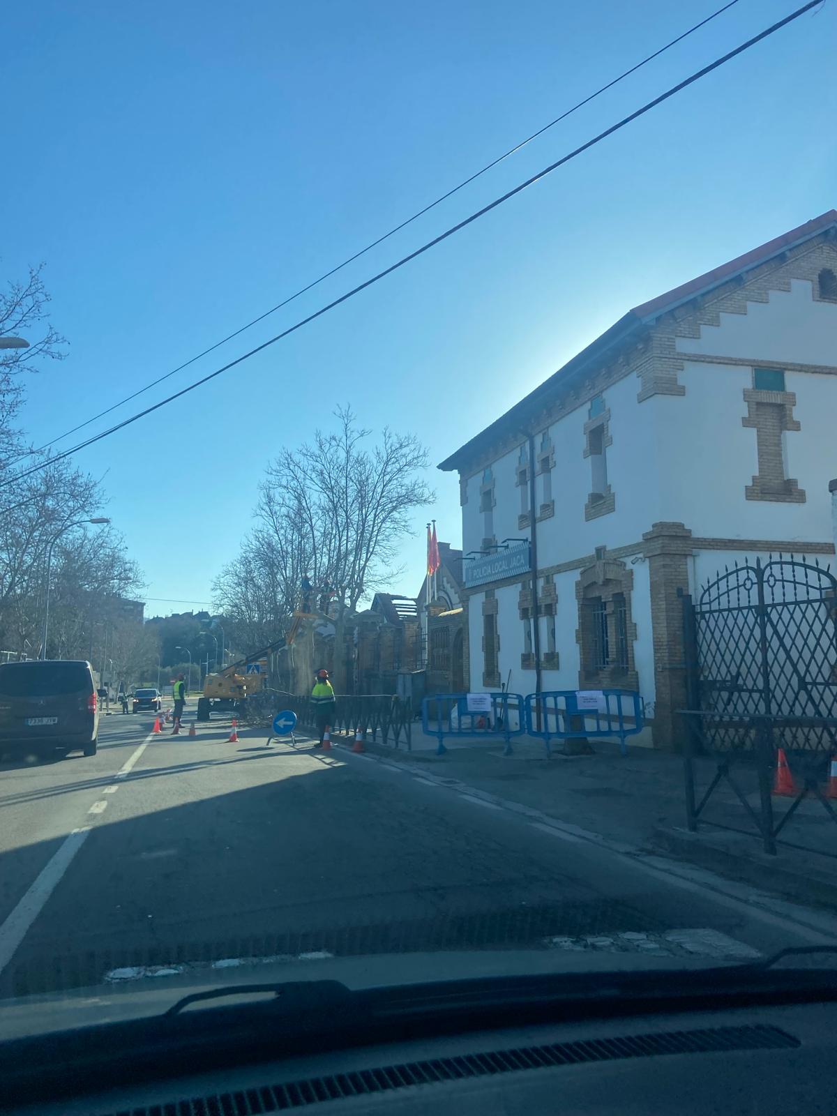 El PSOE de Jaca pide un informe sobre el arbolado en la ciudad