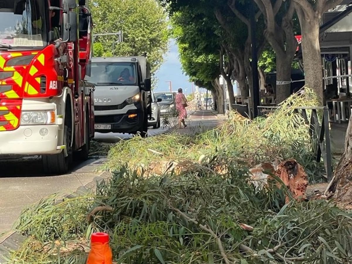 El ayuntamiento de Ibiza tala el árbol de Bartomeu Roselló del que cayó una rama