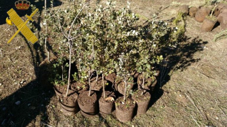 Algunas de las plantas intervenidas por los agentes