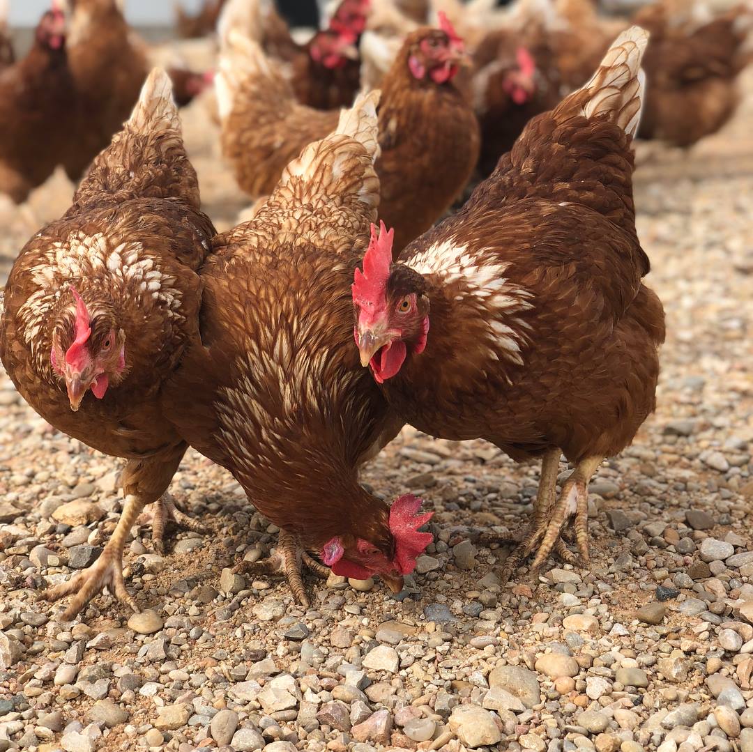 En Granja Agas tienen alimento para sus 600 mil gallinas, como mucho, hasta el lunes.