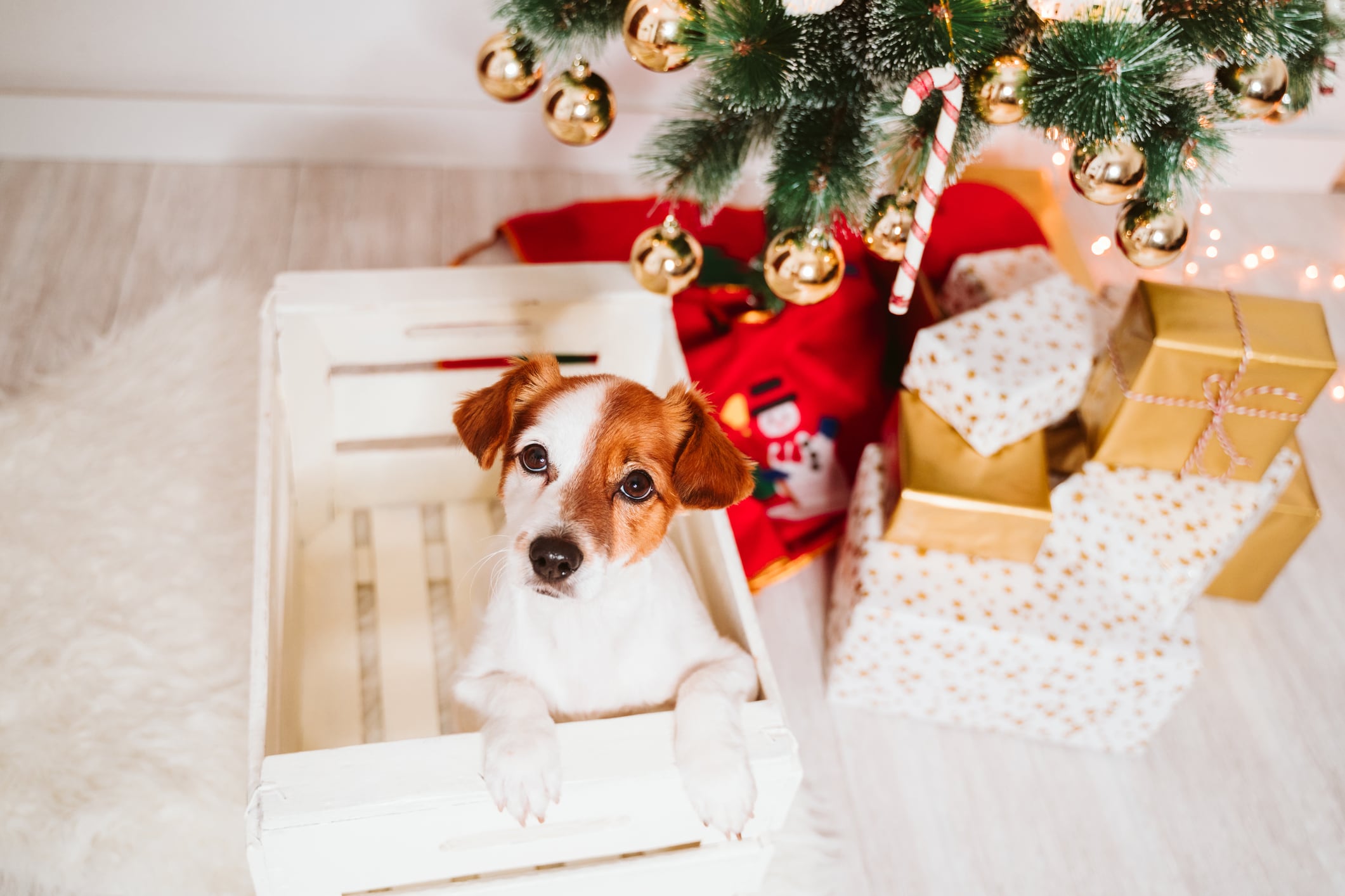 Regalar animales por Navidad es una decisión que hay que pensar mucho antes