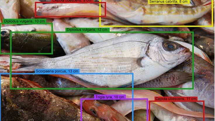 Entrevista Gabril Soler, director del Insituto de Ecología Litoral, sobre el proyecto DeepFish