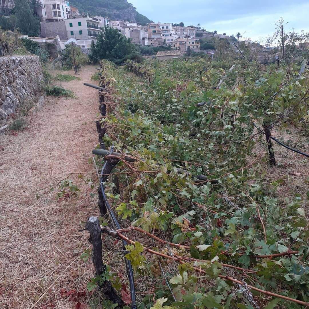 Una viña de Banyalbufar dañada tras el temporal