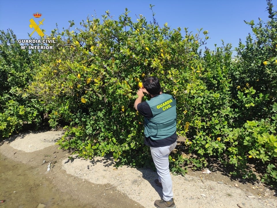 Un agente de la Guardia Civil en un campo de limones