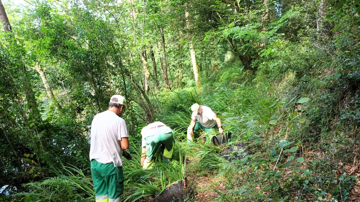 Cinco toneladas de especies invasoras en las márgenes del río Asón