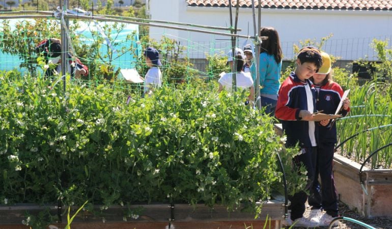 A lo largo de tres visitas anuales, los alumnos de que pasen por La Huerta del Cole harán el seguimiento de una semilla desde su plantación, entre otras actividades