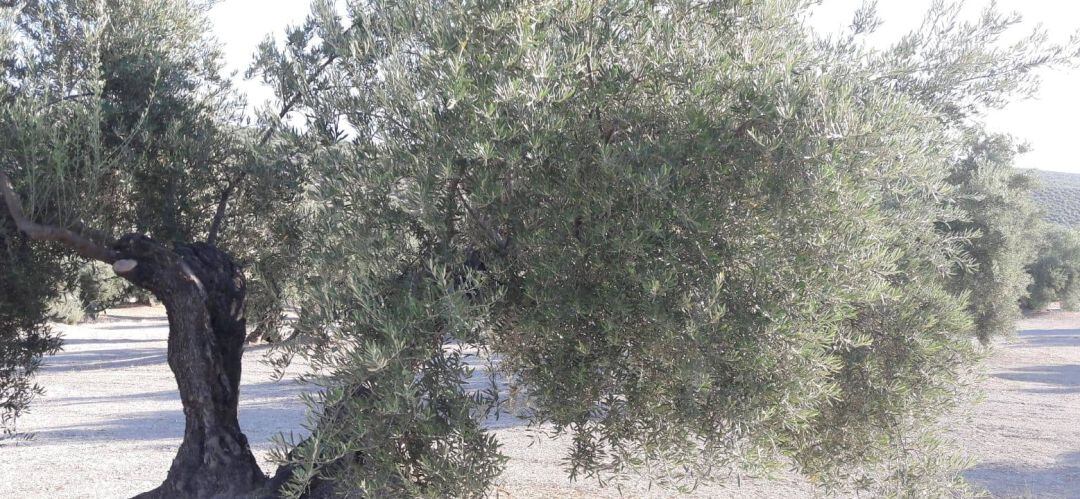 La violación habría tenido lugar en un olivar cercano a la estación de Renfe de la capital.