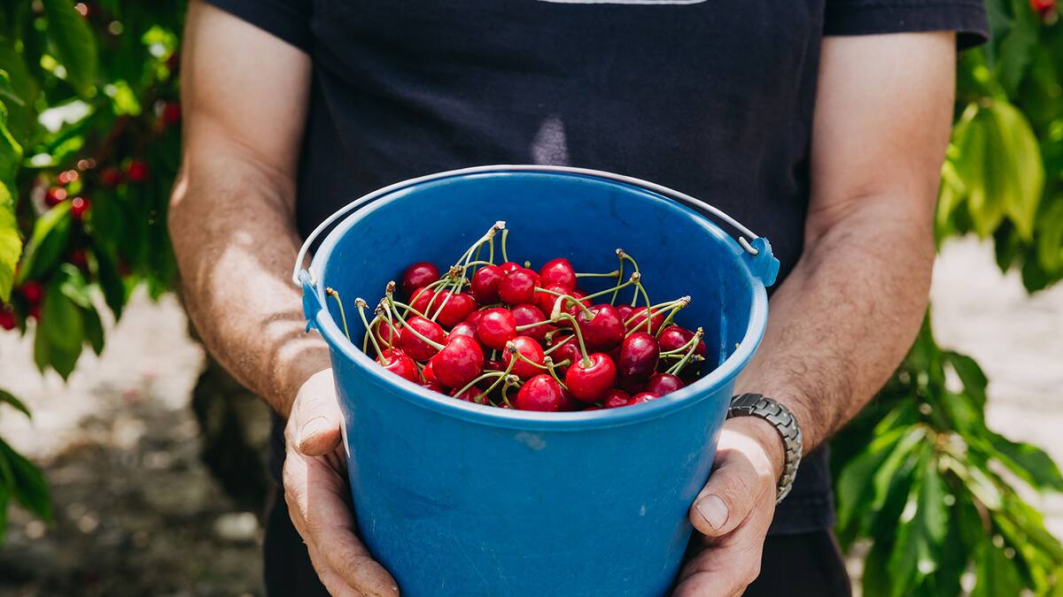Las lluvias y el frío de este invierno permitirán a la cereza de Alicante gozar de una buena campaña tras varios años de dificultades
