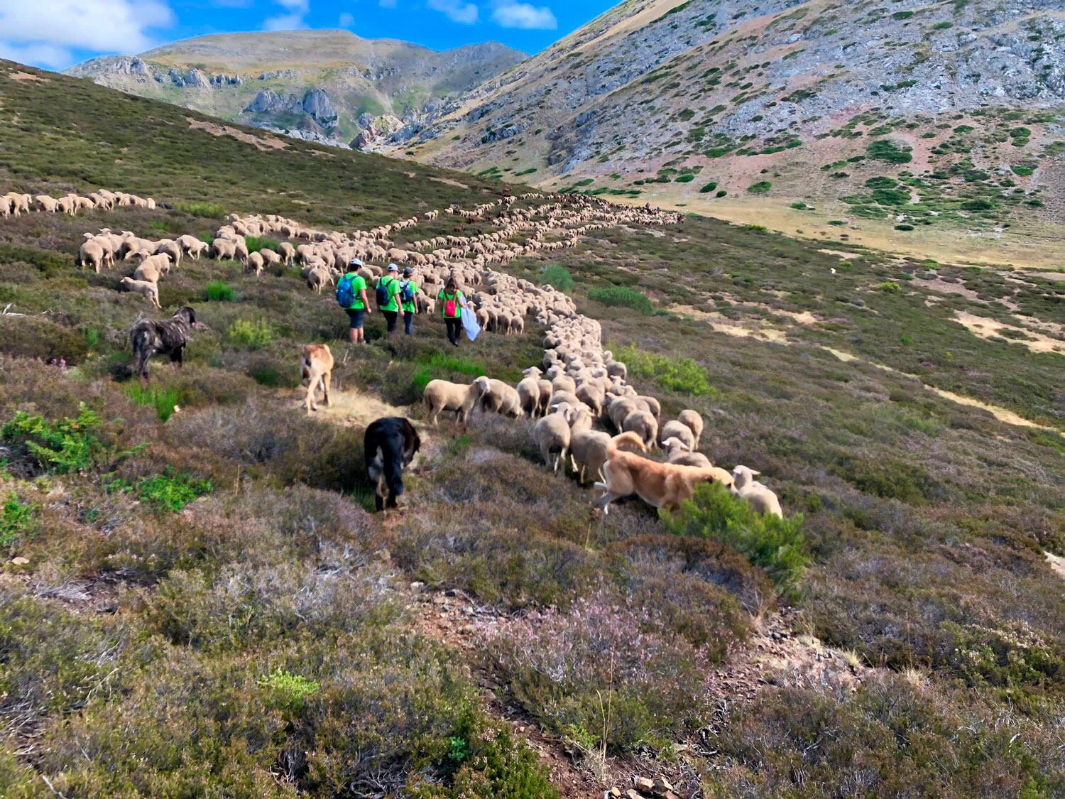 El programa tiene por objetivo poner en valor el mundo de la trashumancia y la importante labor de los perros pastores