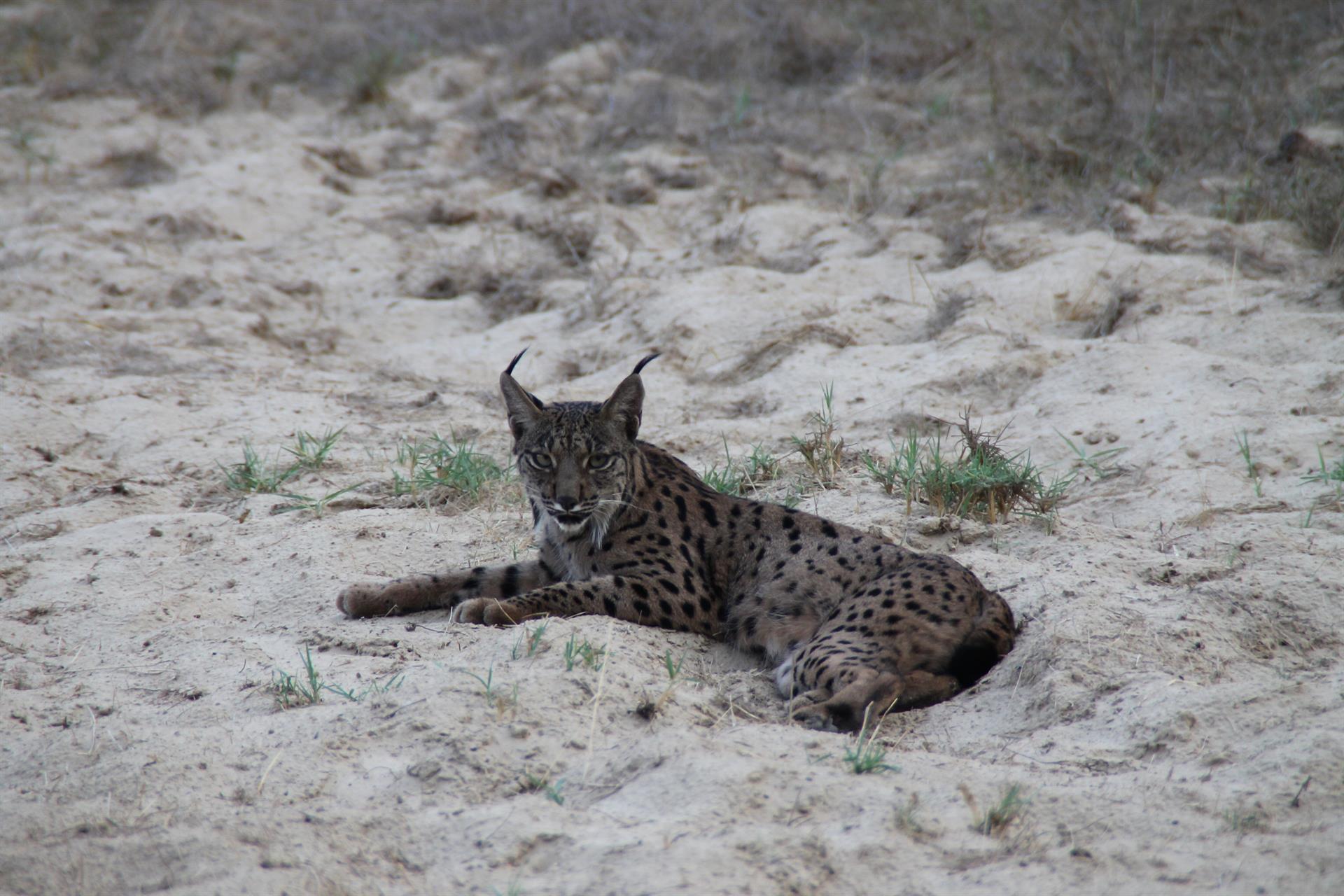 ANSE alerta de la caza ilegal de varios linces procedentes del proyecto de reintroducción en la Región de Murcia, en tierras lorquinas.