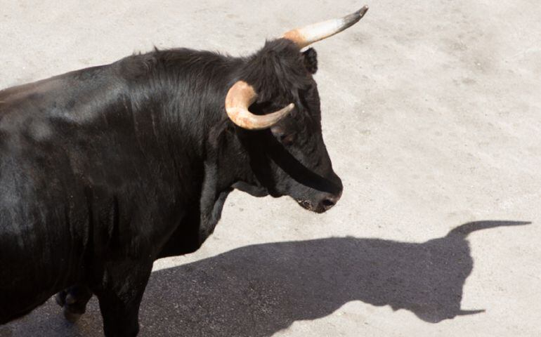 Un toro en un encierro