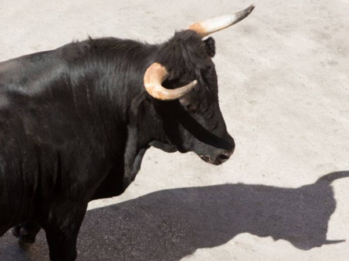 El gobierno anula el polémico contrato taurino obligado por los tribunales