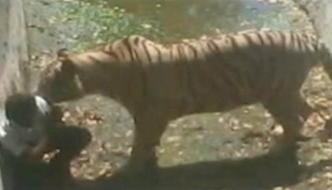 Imagen del momento en el que el joven se encuentra de cuclillas frente al tigre blanco
