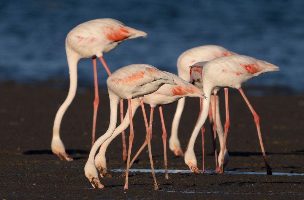 A group of pink flamingoes (Phoenicopterus roseus) walks along the Tejo river bank near the Vasco da Gama bridge in Lisbon, Portugal, on September 12, 2024. The banks of the Tejo River in Lisbon serve as a refuge for a rich diversity of birds, both resident and migratory. This aquatic ecosystem is home to species such as flamingos, herons, and ducks, as well as kingfishers and cormorants that forage in its waters. During migration, the river becomes a crucial stopover for rare and colorful birds, while the riparian vegetation provides shelter and nesting sites. The environment is vital for birdlife and offers a unique experience for birdwatchers amidst vibrant urban life. (Photo by Jorge Mantilla/NurPhoto via Getty Images)