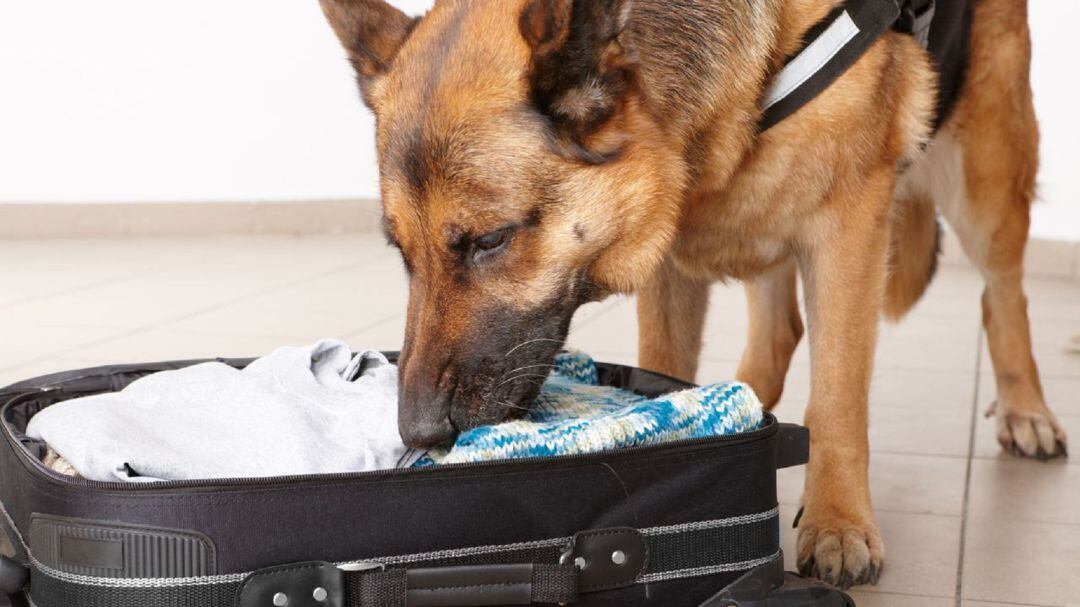 Imagen de archivo de un agente canino de policía
