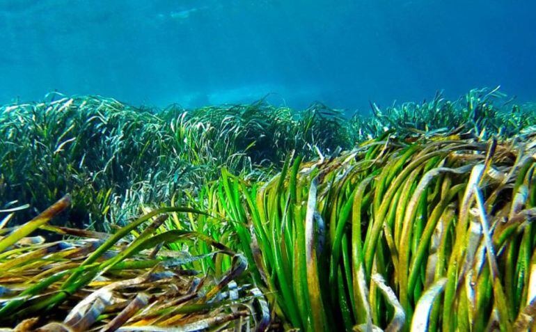 La posidonia es imprscindible para oxigenar el mar.