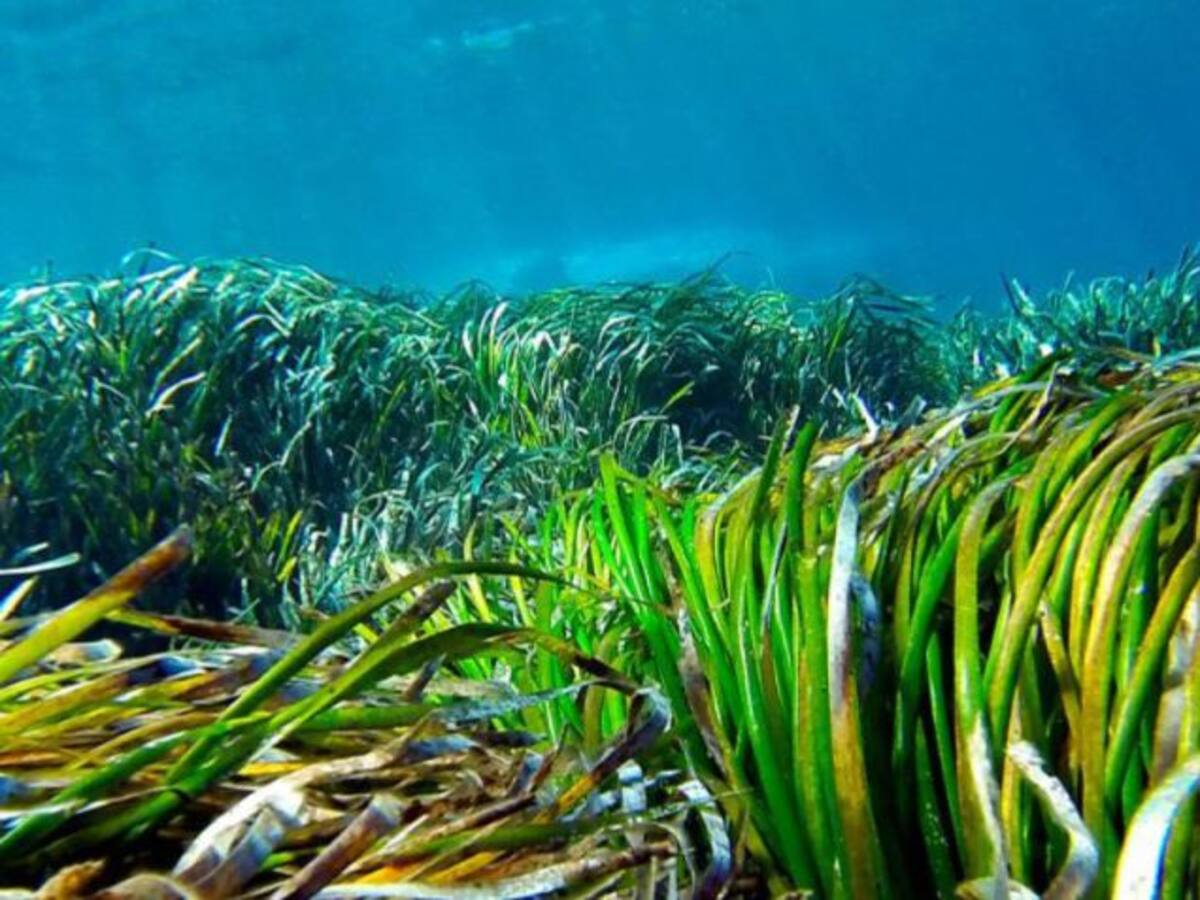 ASMEN niega que dañen las praderas de posidonia