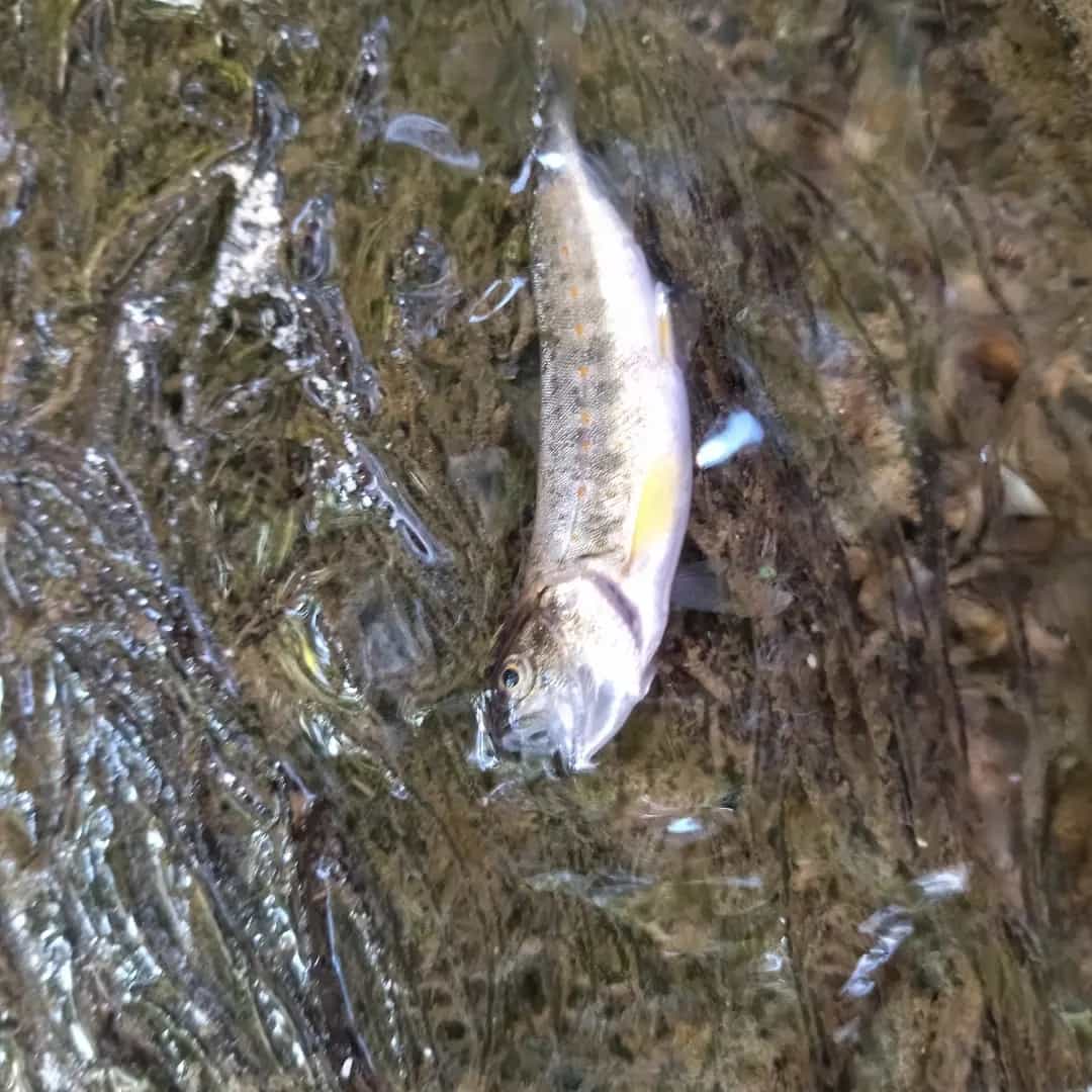 Uno de los peces aparecido muerto en el río Zirauntza