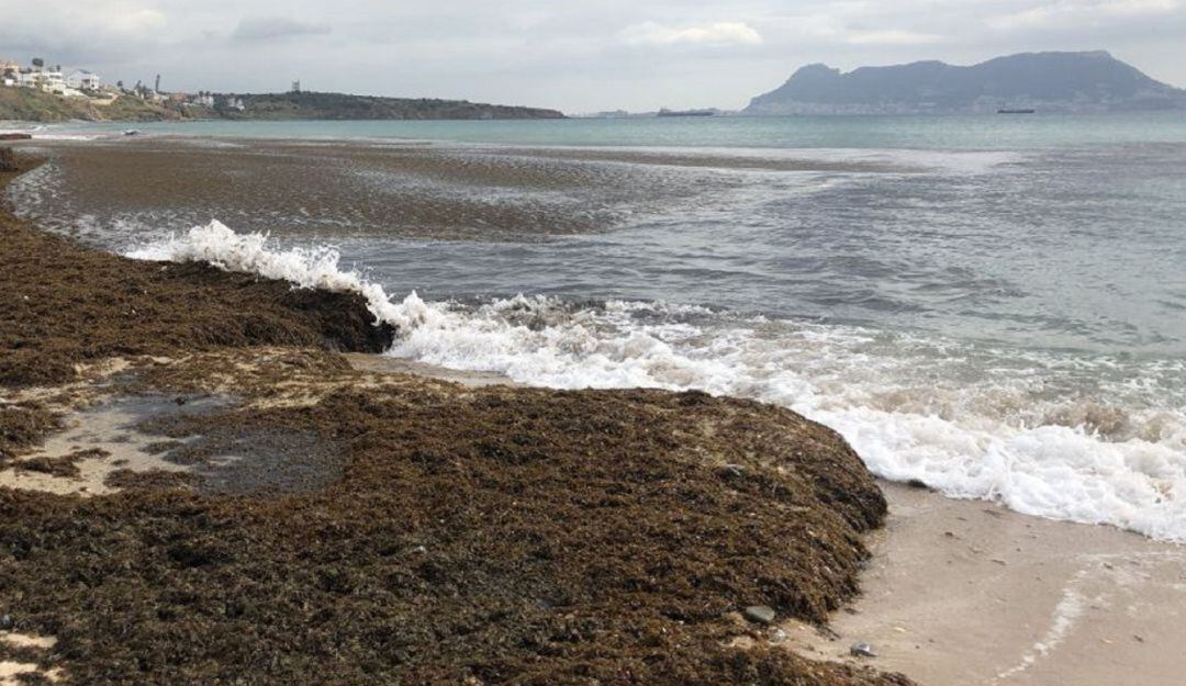 Alga invasora en Getares.