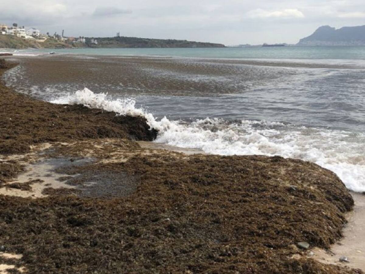 La Junta abre el martes el plazo para solicitar las ayudas pesqueras por el alga asiática