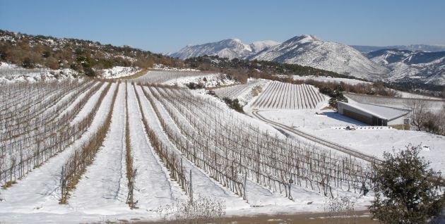 Viñedos de Castell d&#039;Encus en los Pirineos