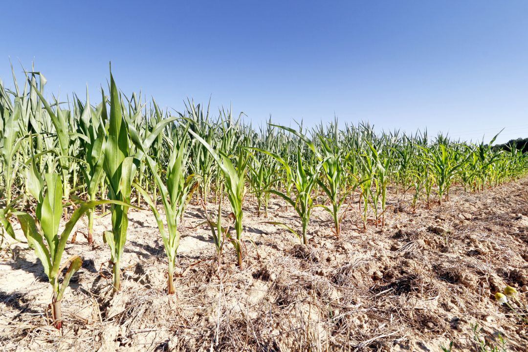 Cultivo de maíz durante una sequía