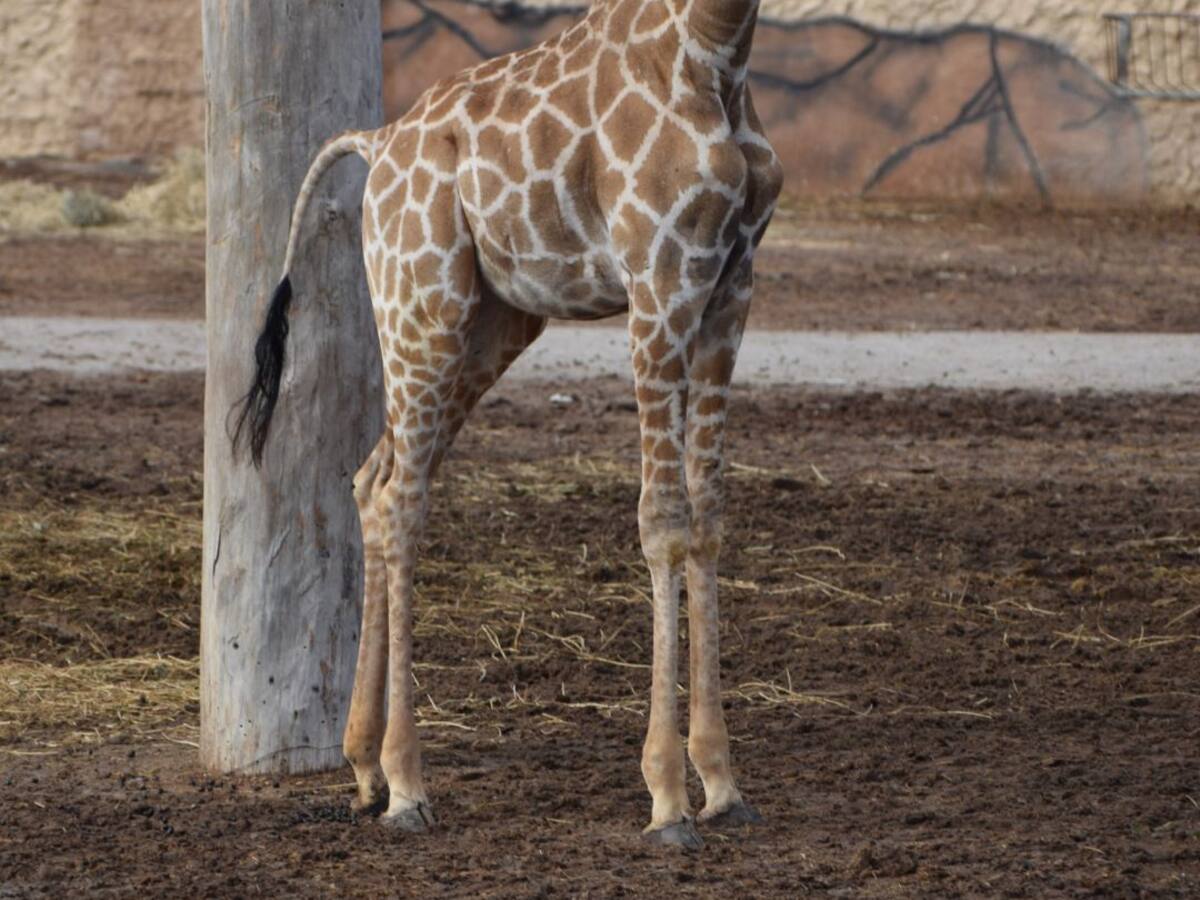 La jirafa Dama cumple 2 años