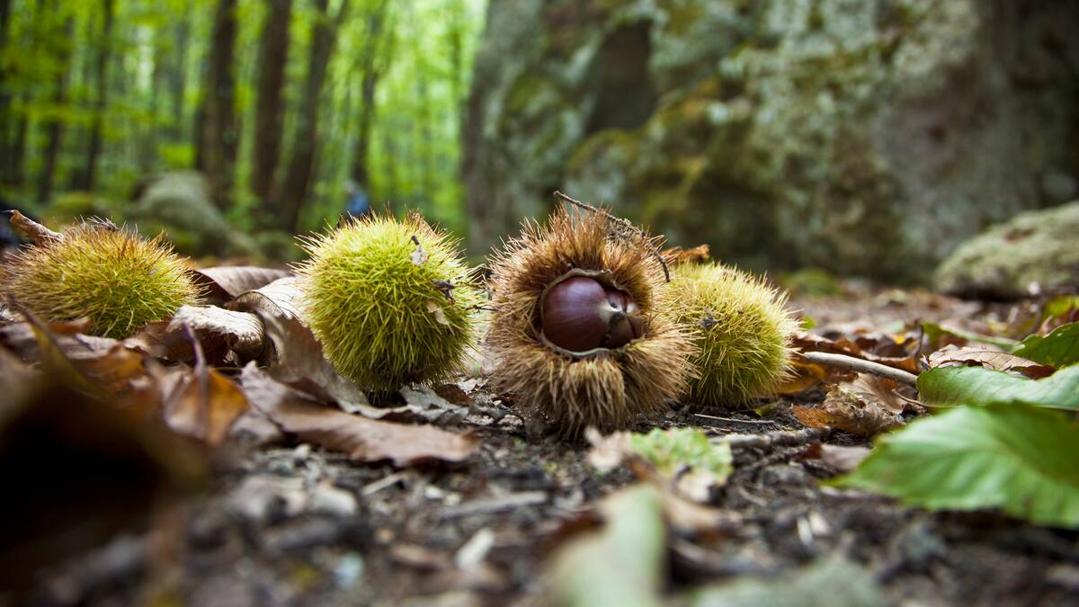 Pedro Alvarez: conservación y manejo tradicional del castaño