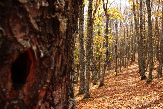 Castañar de El Tiemblo en otoño