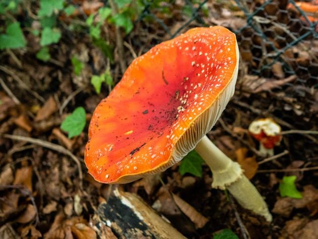 Amanita muscaria, seta tóxica.