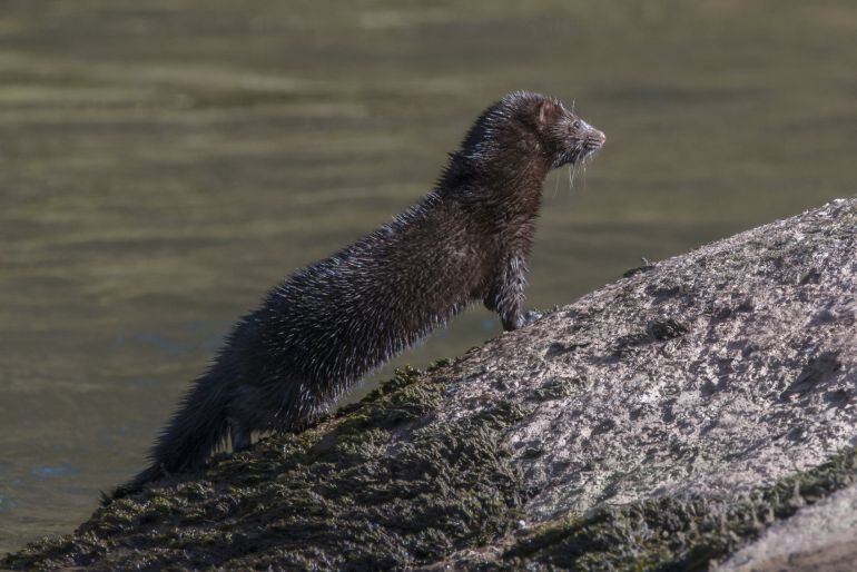 Visón americano, una especie exótica invasora en Aragón 