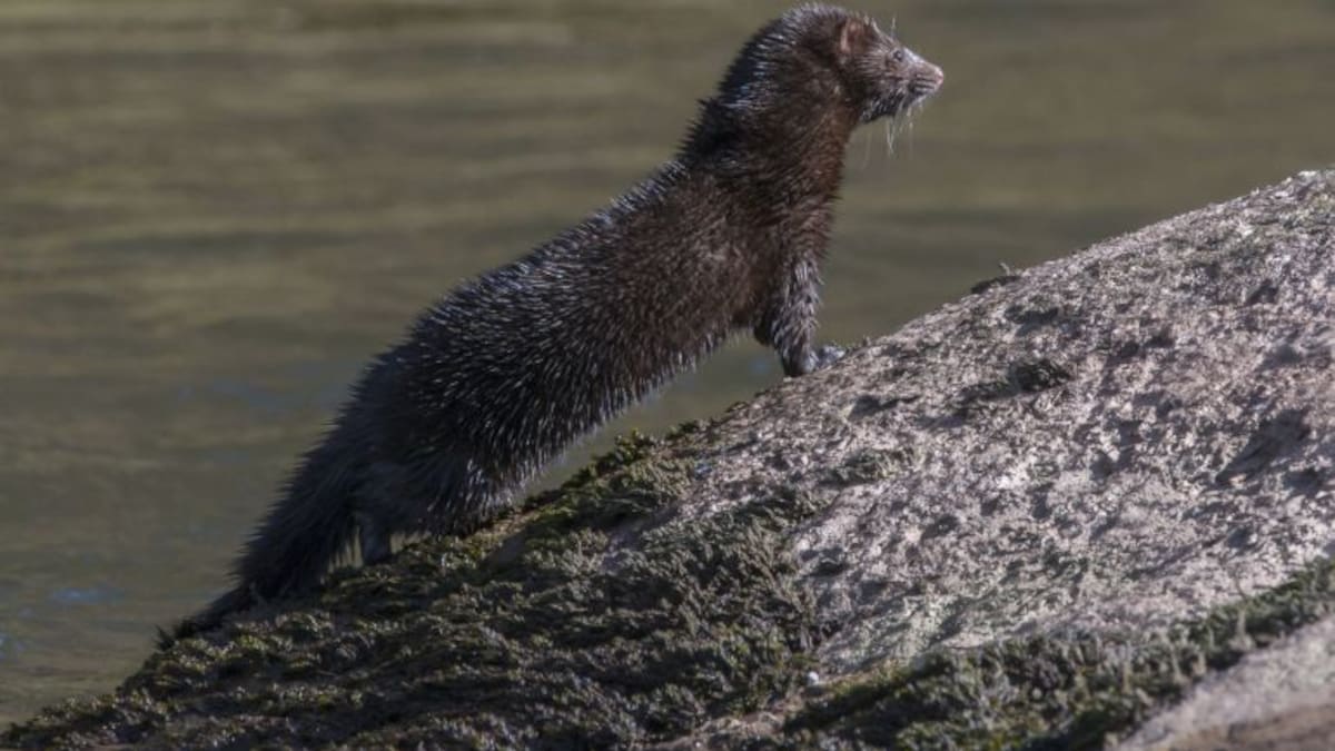 El Guardabosques: especies invasoras