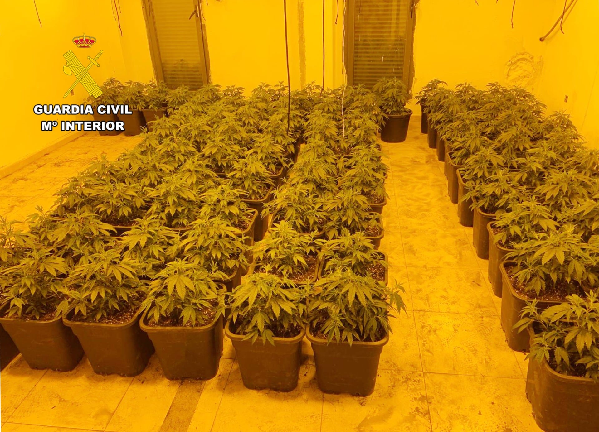 a Guardia Civil desmantela una macro plantación de marihuana instalada en un edificio ocupado en Fuente Álamo.