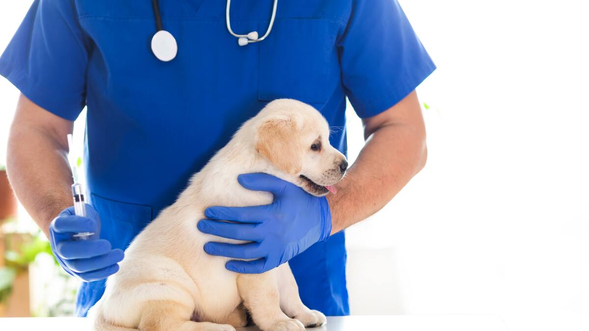 Mercedes Sánchez. Veterinaria