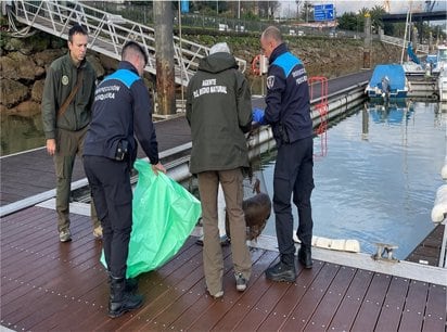 07/01/2026 Agentes de Pesca hallan una nutria muerta en una trampa de pesca ilegal en la dársena de Orconera en Astillero
POLITICA ESPAÑA EUROPA CANTABRIA
GOBIERNO