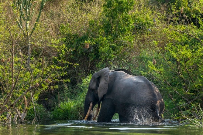 Un elefante camina por la selva del Parque Nacional de Virunga situado en el República del Congo