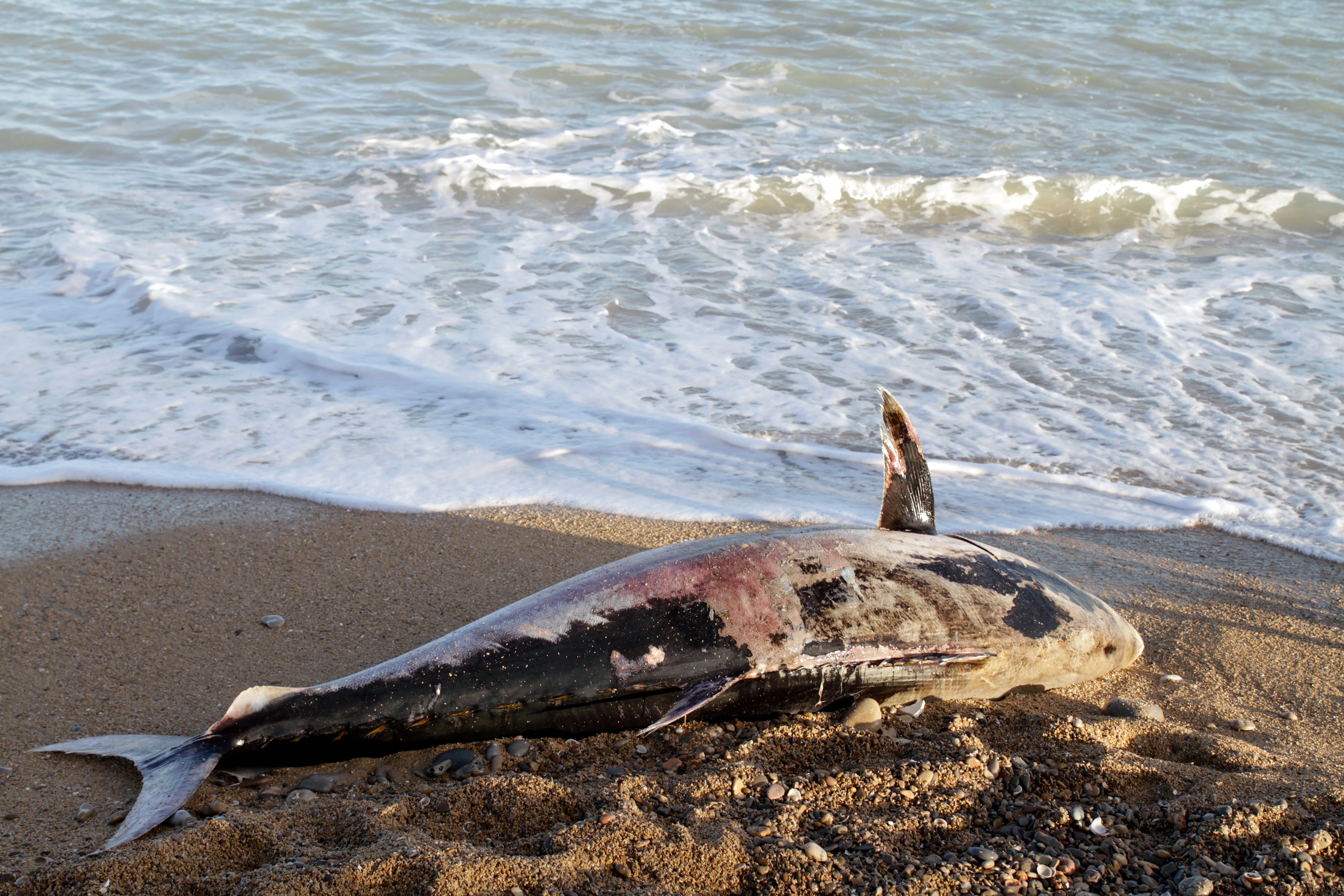 Un atún muerto, similar al encontrado en la playa de La Manga sobre la arena