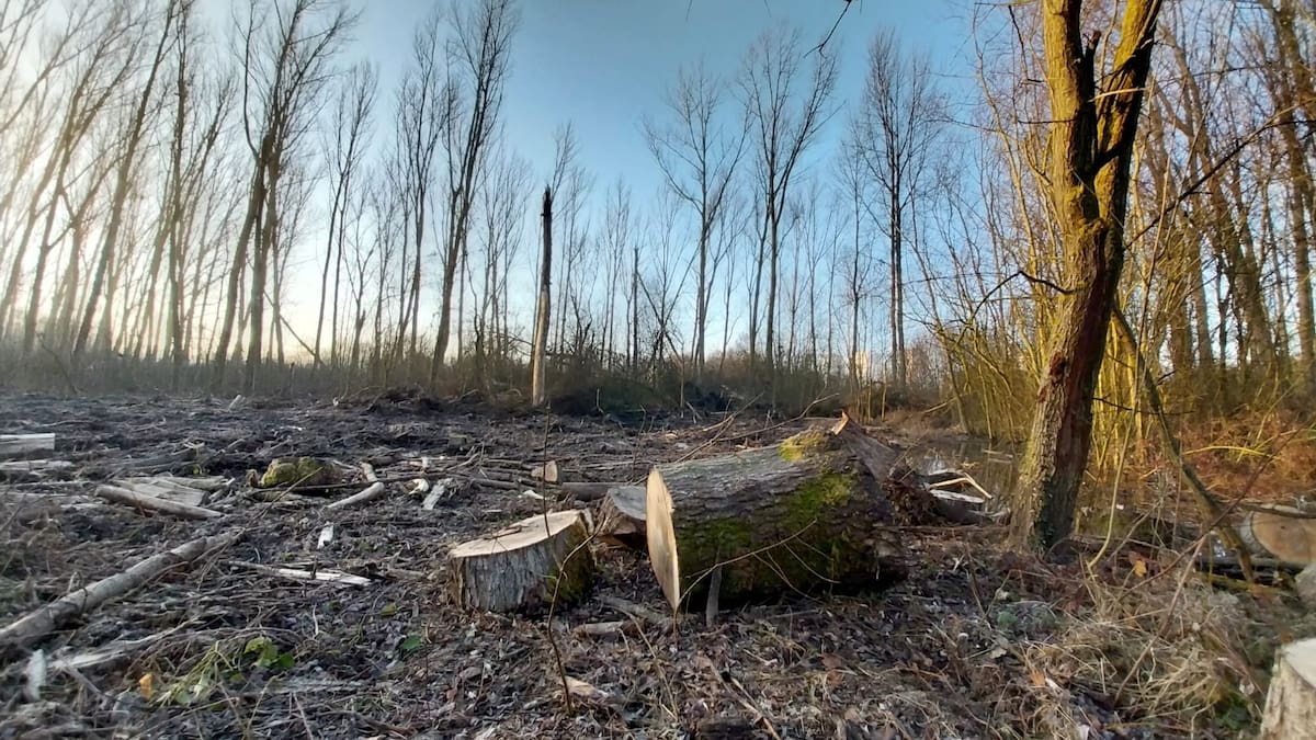 El gran bosque de chopos talado en Salburua será sustituido por un millar de árboles y arbustos