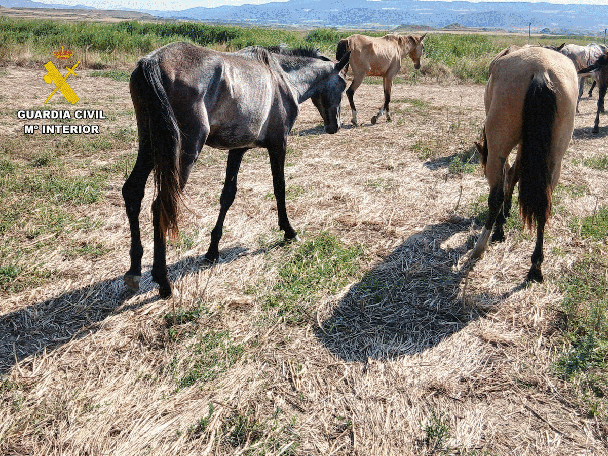 Hallan caballos muertos y 67 ejemplares en condiciones extremas en dos localidades de Zaragoza: hay nueve investigados