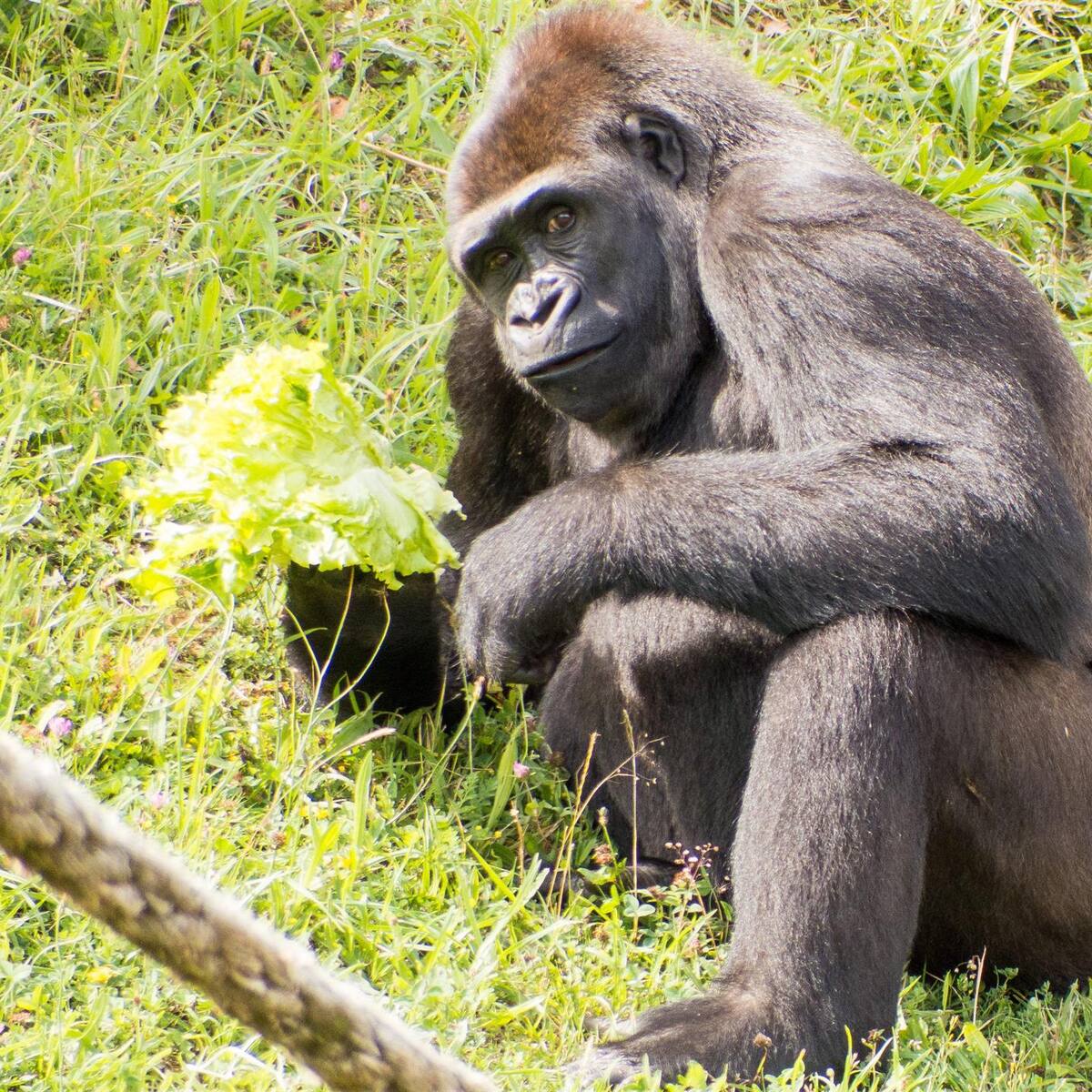 El Consejo de Transparencia insta al Gobierno de Cantabria a informar sobre el traslado de dos gorilas de Cabárceno