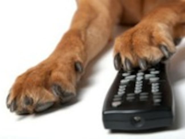 ¿Y si tu perro coge el mando de la tele?